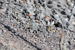 Aspidoscelis uniparens