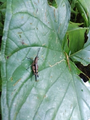 Xiphiola cyanoptera