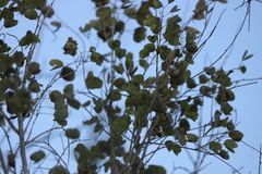 Lysiphyllum cunninghamii