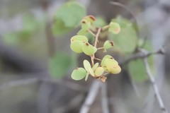 Lysiphyllum cunninghamii