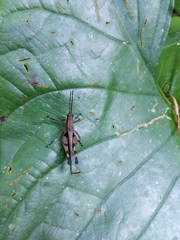 Xiphiola cyanoptera