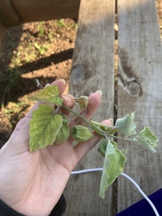 Physalis mollis
