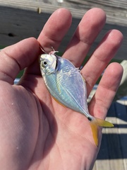 Chloroscombrus chrysurus