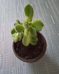 Cotyledon tomentosa