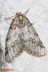 Tephronia lhommaria