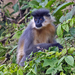 Capped Lutung - Photo (c) Vijay Anand Ismavel, some rights reserved (CC BY-NC-SA), uploaded by Dr. Vijay Anand Ismavel MS MCh