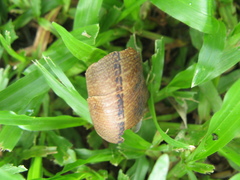 Cyclophorus perdix