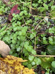Chrysosplenium americanum
