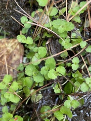 Chrysosplenium americanum