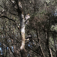 Zanda funerea xanthanota