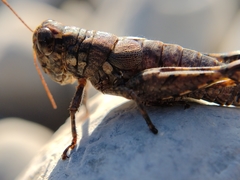 Agroecotettix modestus