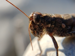 Agroecotettix modestus