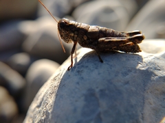 Agroecotettix modestus