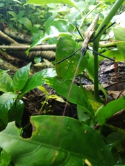 Pseudophasma bispinosum