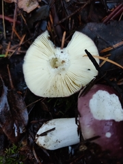 Russula phoenicea