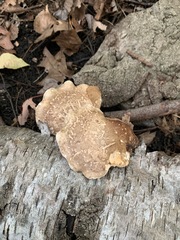 Fomitopsis betulina