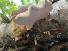 Fomitopsis betulina