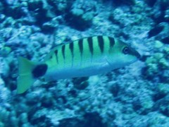 Lutjanus semicinctus