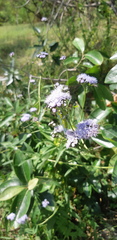 Ageratum corymbosum