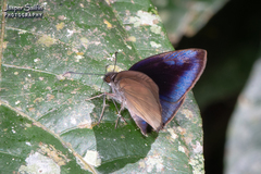 Anastrus neaeris