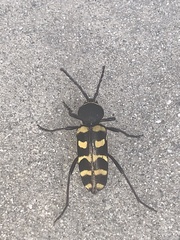 Calloides nobilis