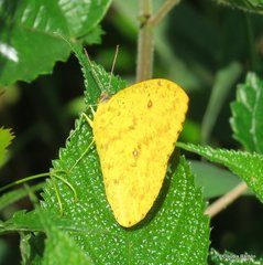 Phoebis philea philea