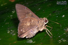 Venada advena