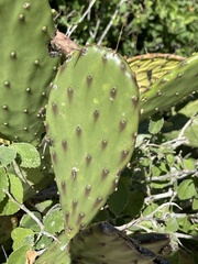 Opuntia bravoana