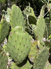 Opuntia bravoana