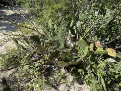 Opuntia bravoana