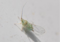 Mastigimas schwarzi