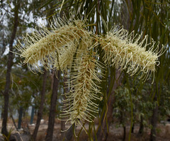 Grevillea parallela