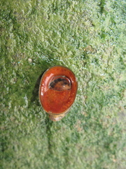 Neripteron violaceum image