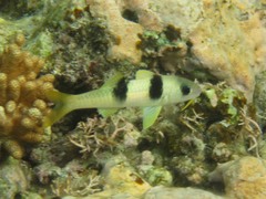 Parupeneus crassilabris