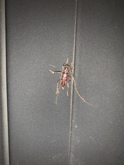 Ambonus interrogationis