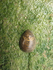 Neripteron violaceum