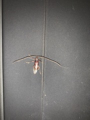 Ambonus interrogationis