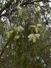 Grevillea parallela