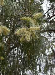 Grevillea parallela