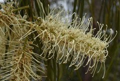 Grevillea parallela