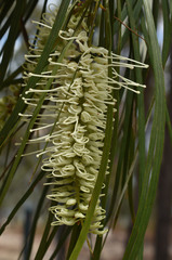 Grevillea parallela