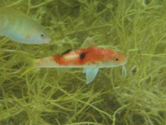 Parupeneus pleurostigma