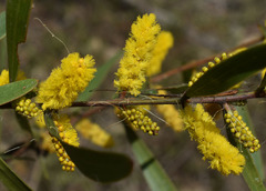 Acacia whitei
