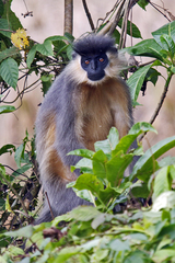 Trachypithecus pileatus