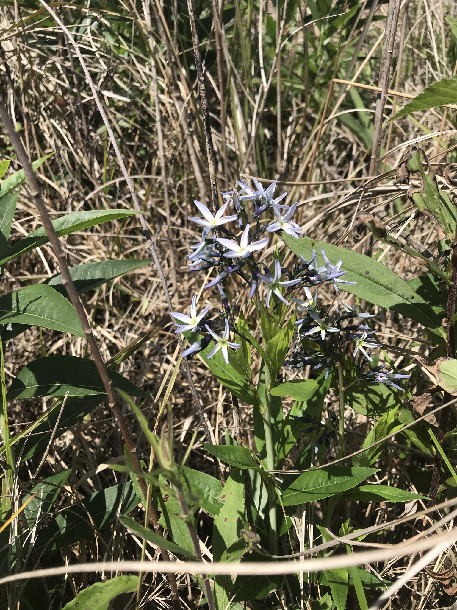 Amsonia rigida