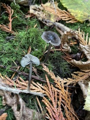 Mycena quiniaultensis