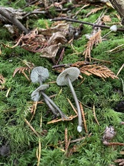 Mycena quiniaultensis