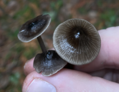 Mycena quiniaultensis