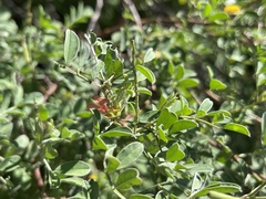Indigofera fruticosa