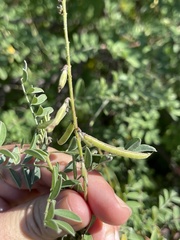 Indigofera fruticosa